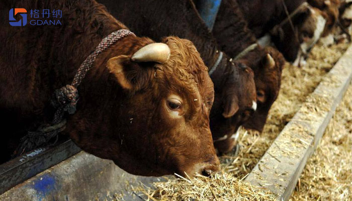 飼料存在重金屬動物健康，智能石墨消解儀為您擺脫束縛